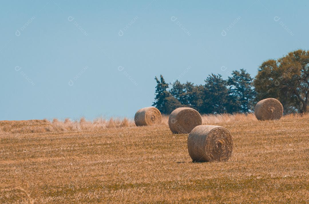 Bela vista panorâmica de fardos de feno em um campo de fazenda uruguai. Céu limpo.