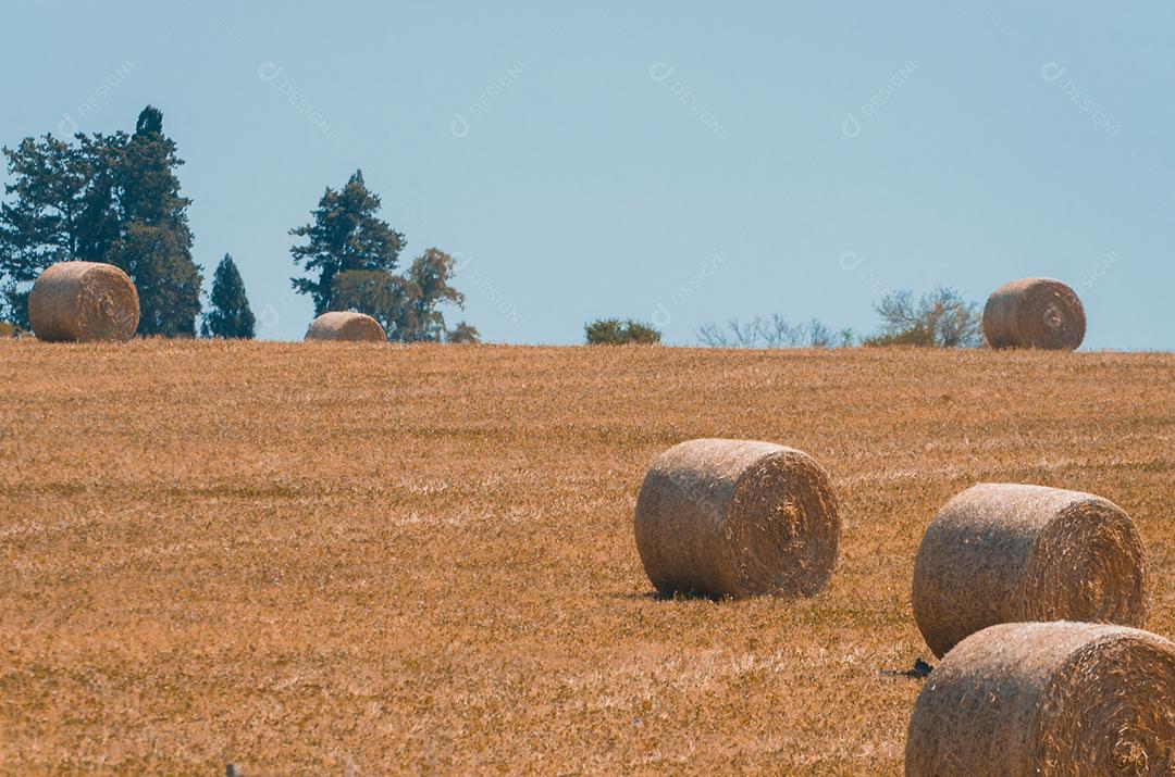 Bela vista panorâmica de fardos de feno em um campo de fazenda uruguai. Céu limpo.