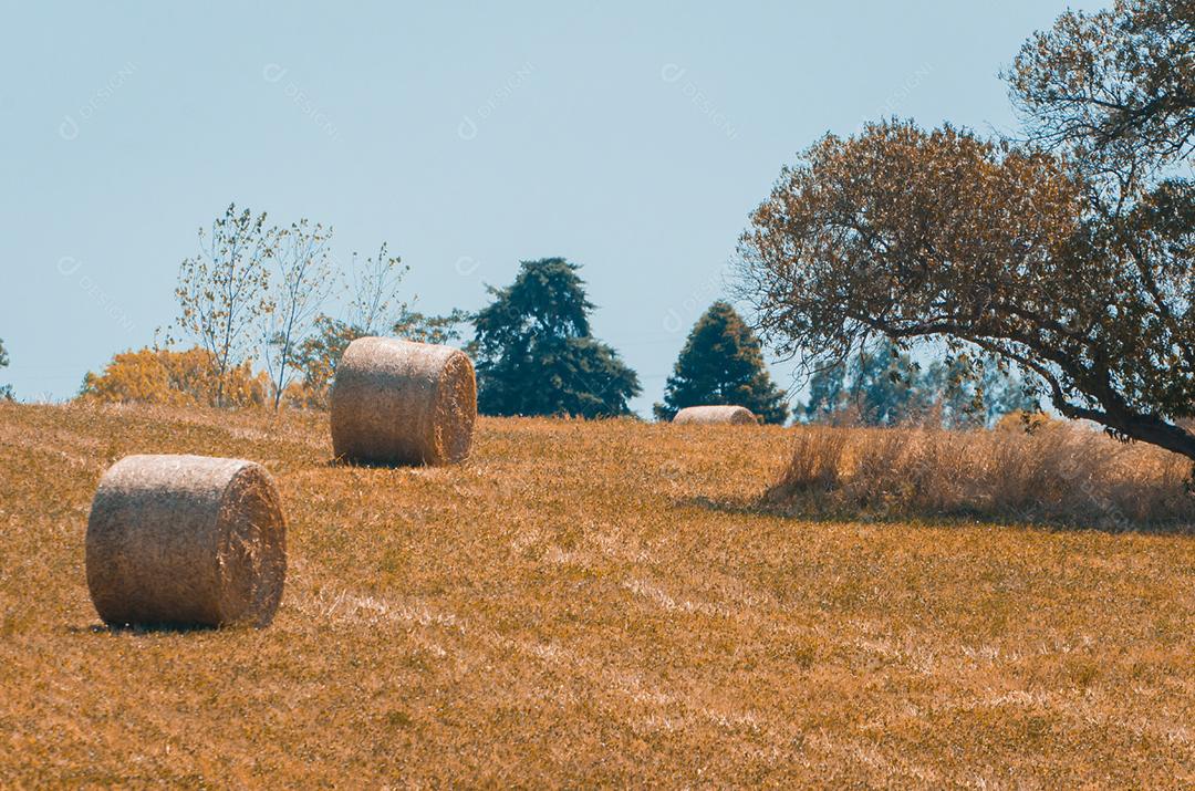 Bela vista panorâmica de fardos de feno em um campo de fazenda uruguai. Céu limpo.