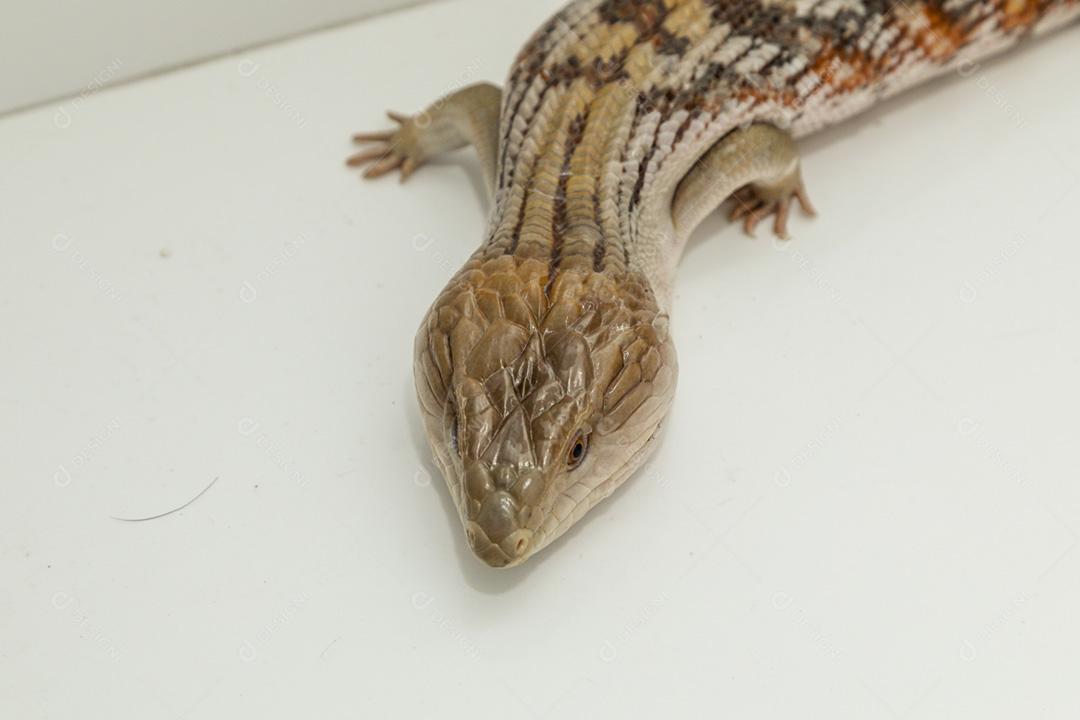 lagarto australiano para pesquisas