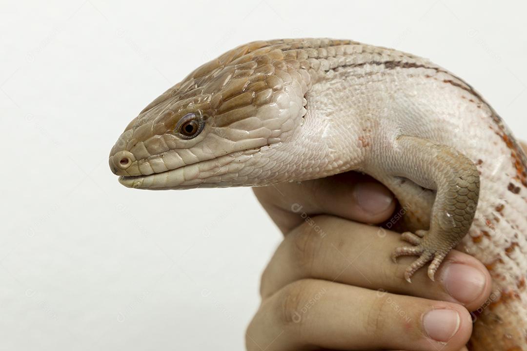 lagartixa de cola gorda selva. Animal