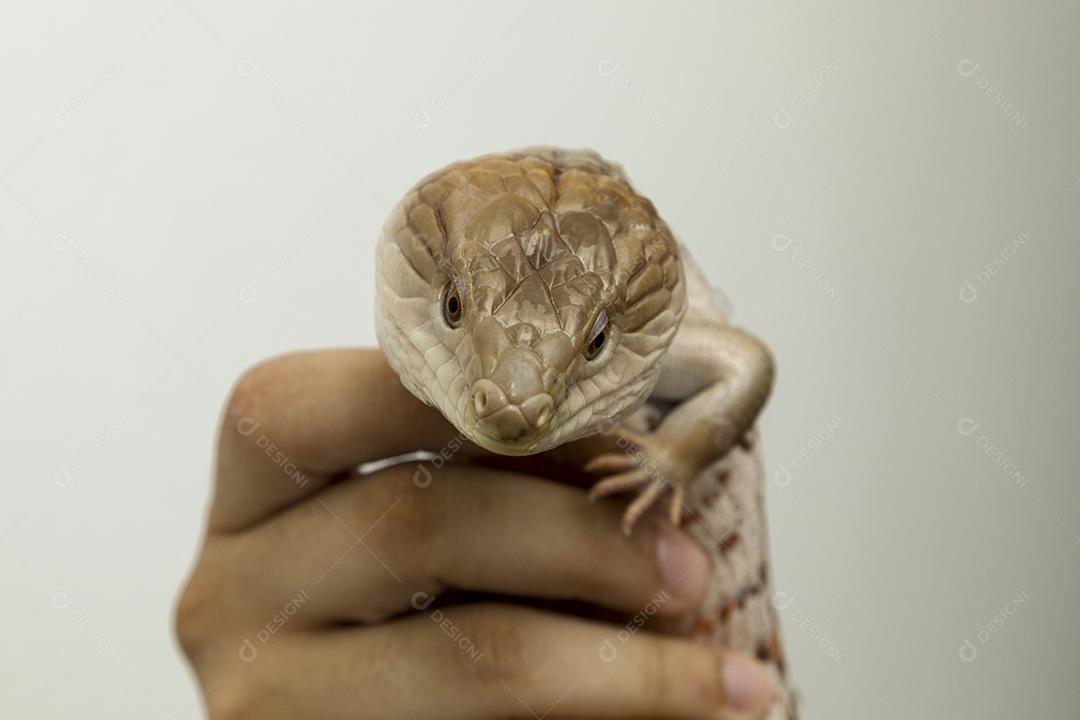 lagartixa de cola gorda selva. Animal