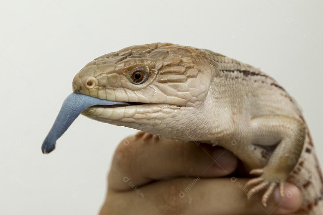 lagartixa de cola gorda selva. Animal