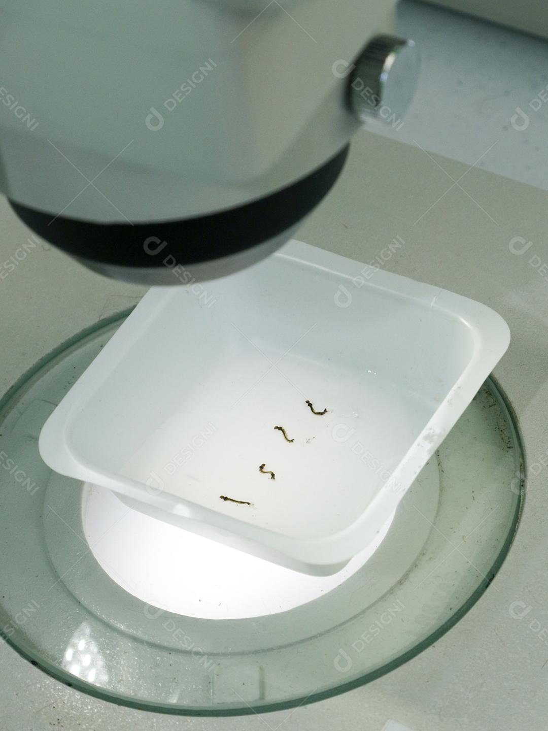 analise de larvas pelo microscopio