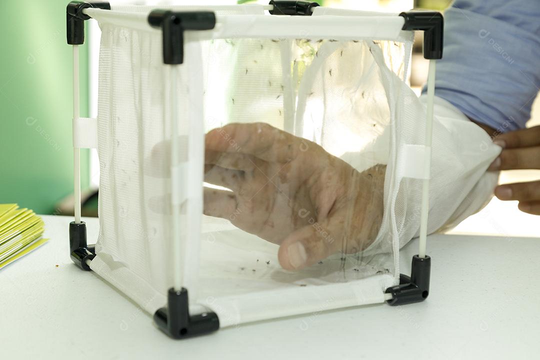 Experimento com mariposas  em caixa transparente