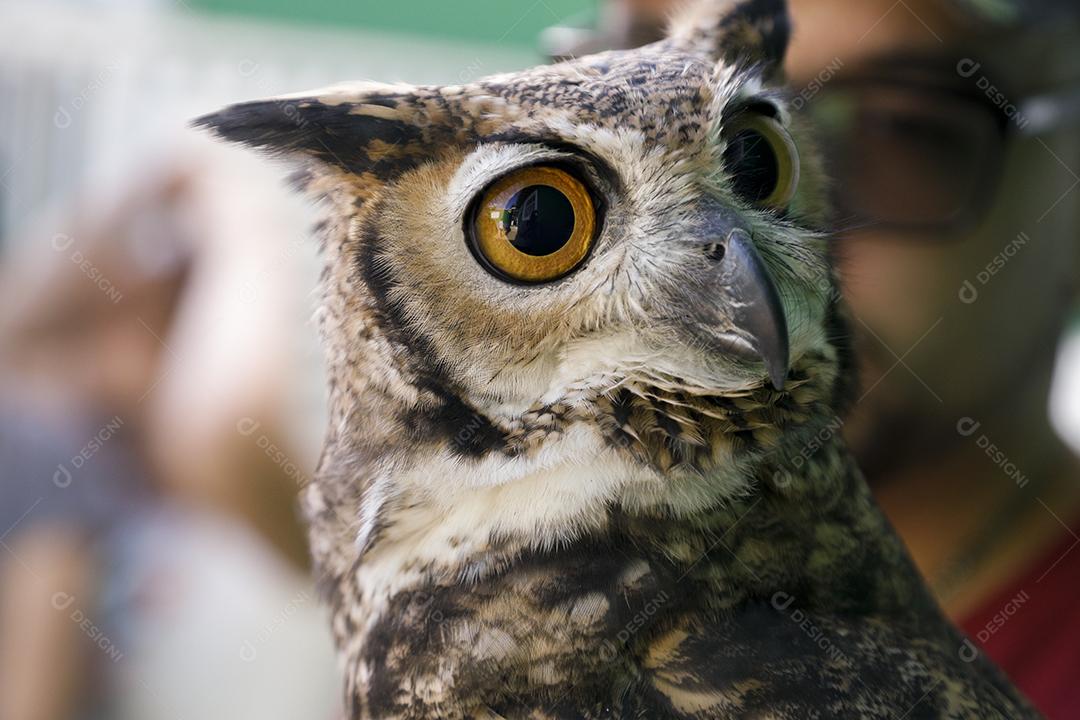 jucurutu, mocho-orelhudo ou corujão-da-virgínia, é uma coruja de grande porte nativa das Américas