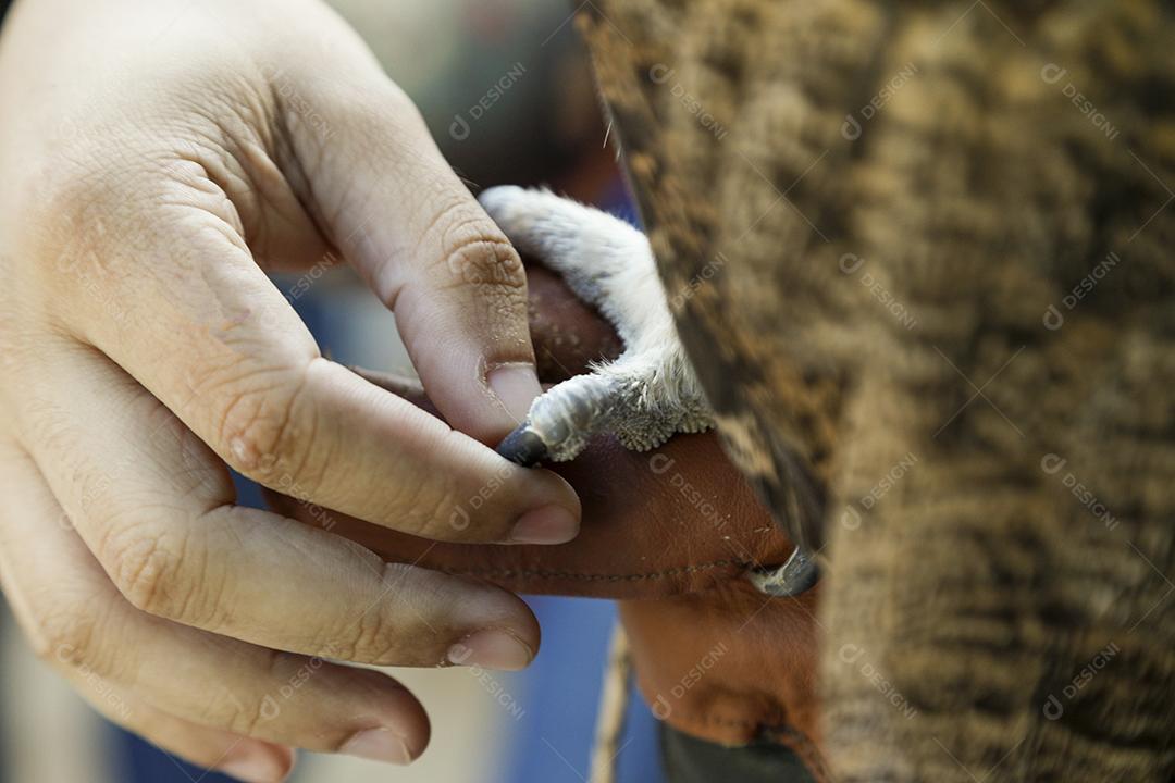 O Mocho-de-faces-brancas é uma espécie de ave