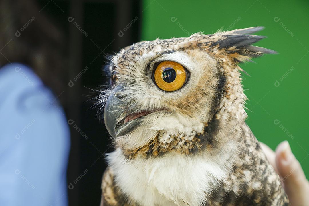 O Mocho-de-faces-brancas é uma espécie de ave