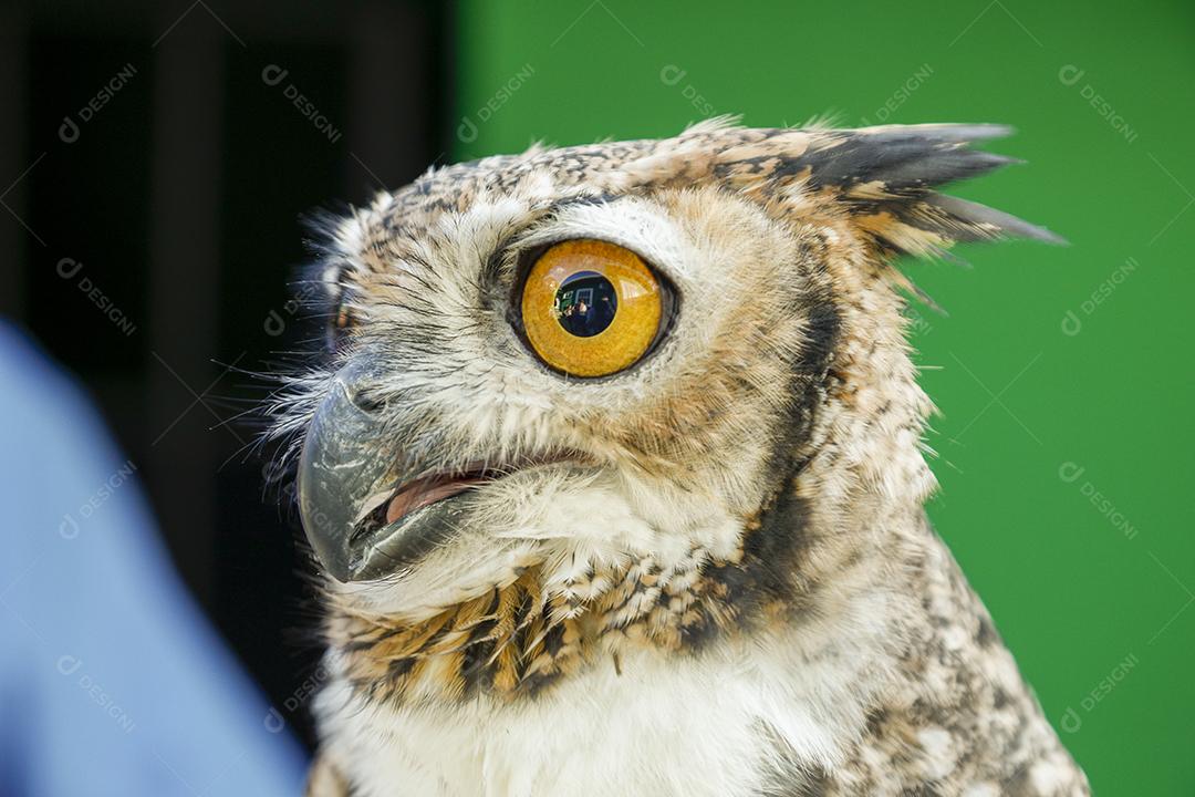 O Mocho-de-faces-brancas é uma espécie de ave