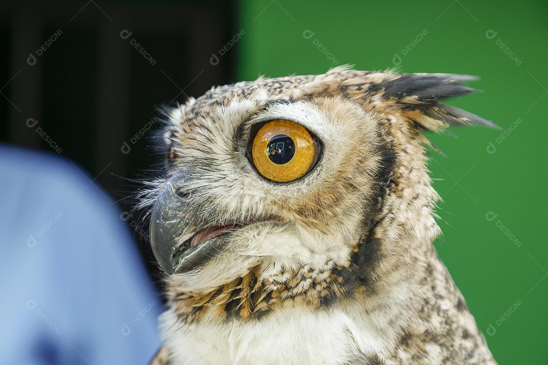 O Mocho-de-faces-brancas é uma espécie de ave