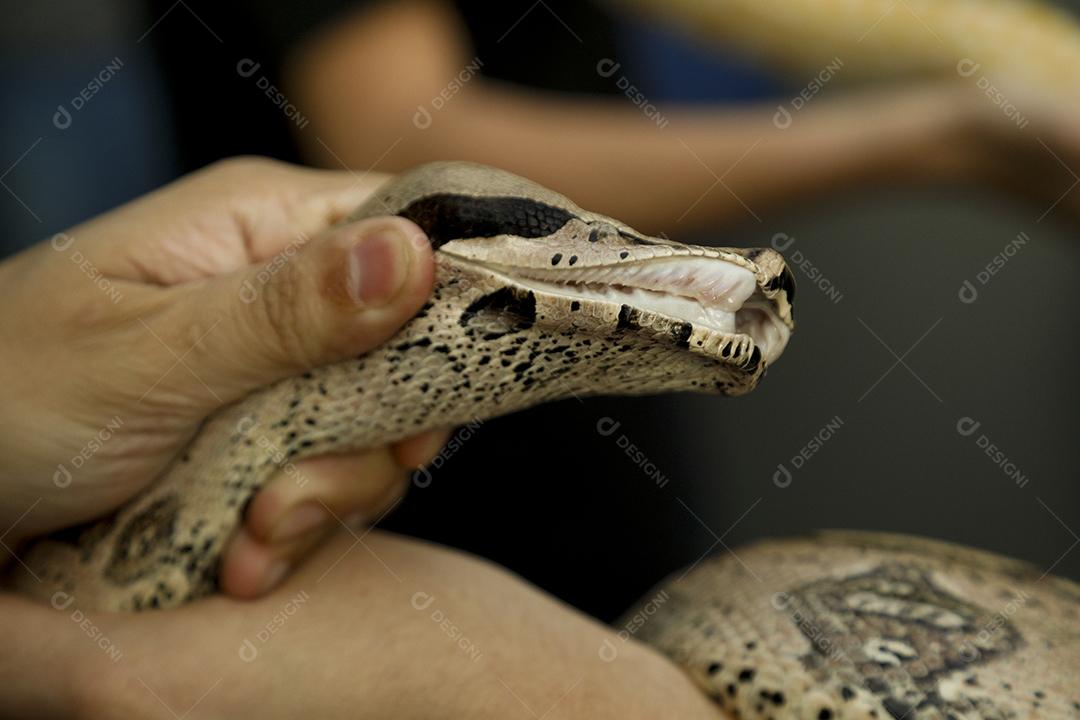 jiboia-constritora é uma espécia de serpente grande e não peçonhenta