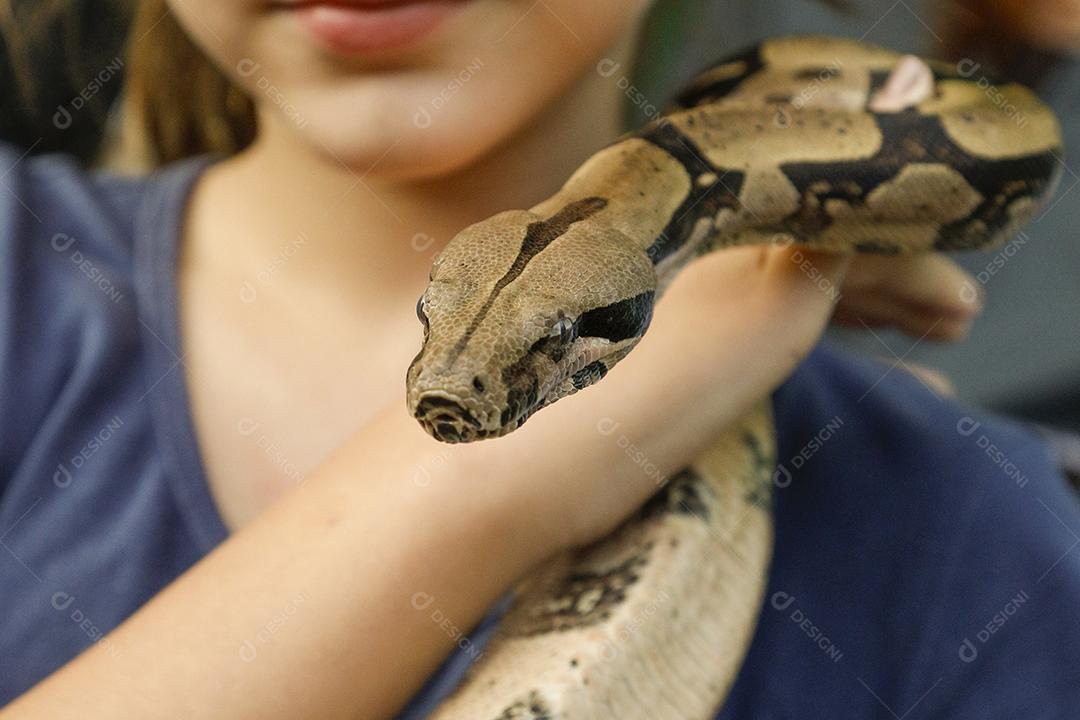Jiboia-constritora é uma espécia de serpente grande e não peçonhenta