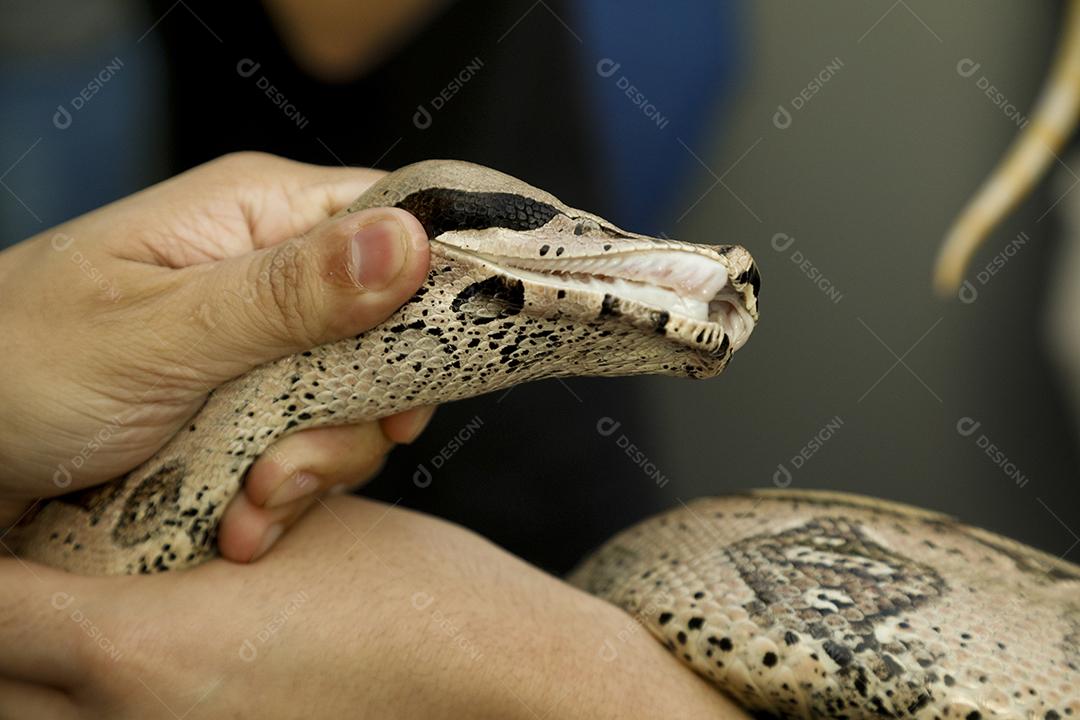 Jiboia-constritora é uma espécia de serpente grande e não peçonhenta