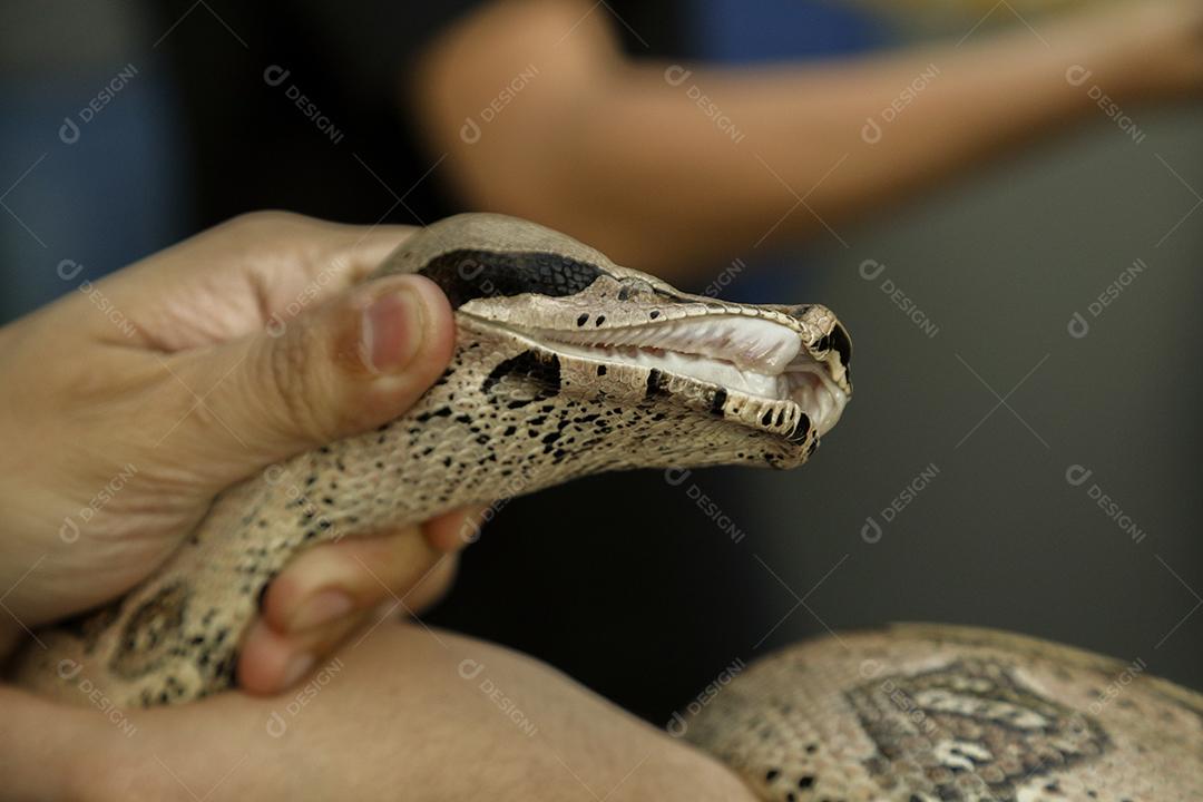 Jiboia-constritora é uma espécia de serpente grande e não peçonhenta