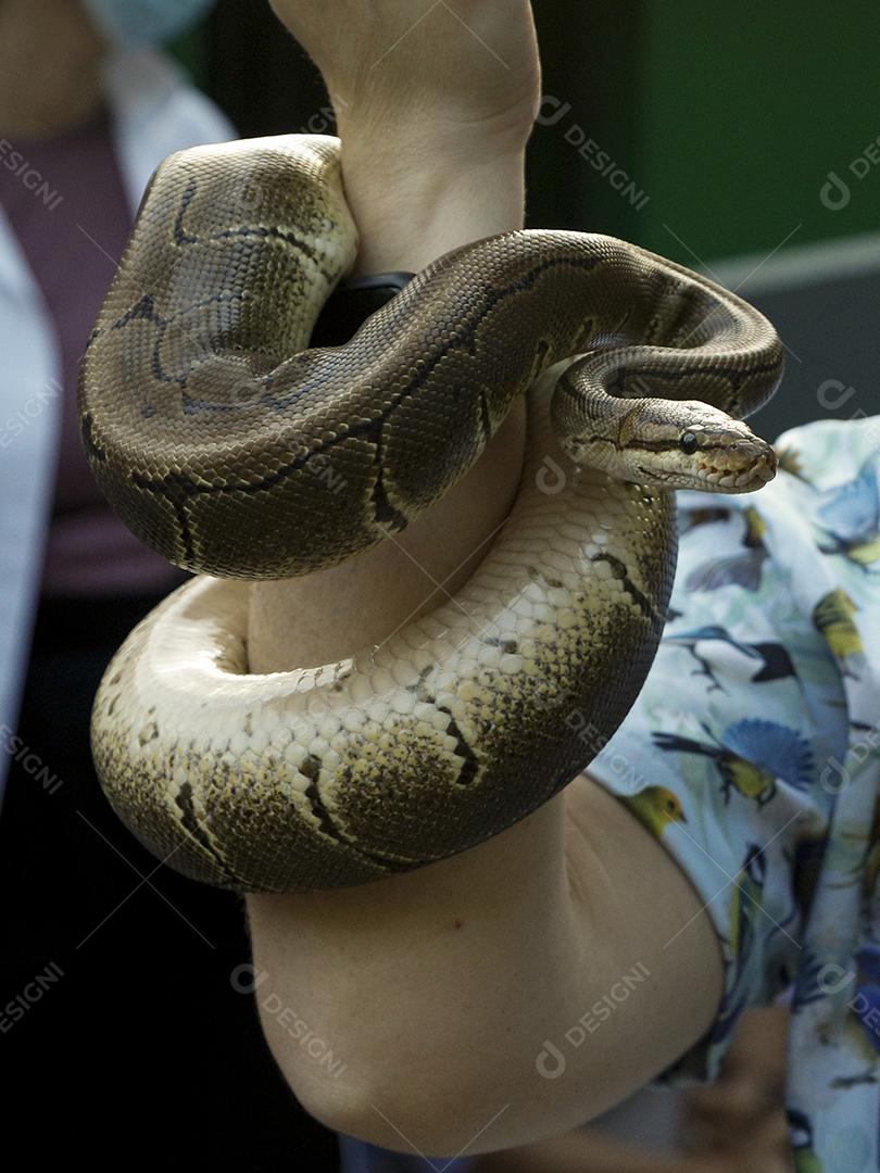 Montivipera latifii é uma espécie de cobra venenosa.