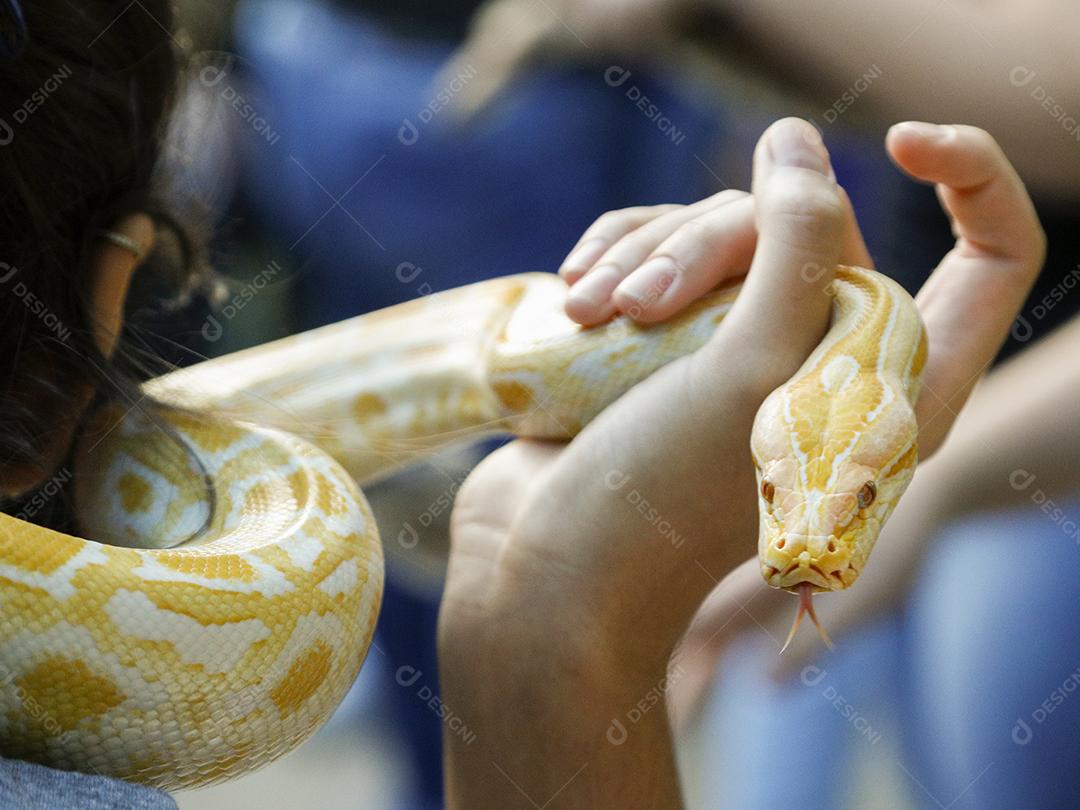 iboias amarela espécies que se espalham por regiões da Floresta Amazônica, Caatinga, Pantanal