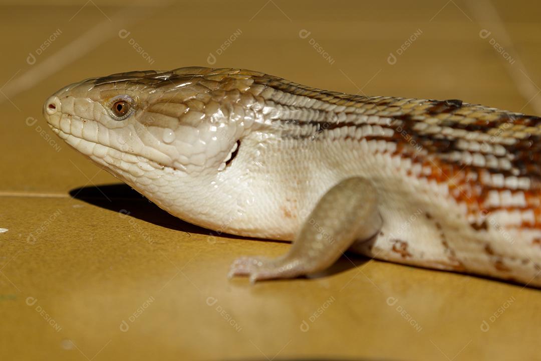 lagartixa de cola gorda selva. Animal