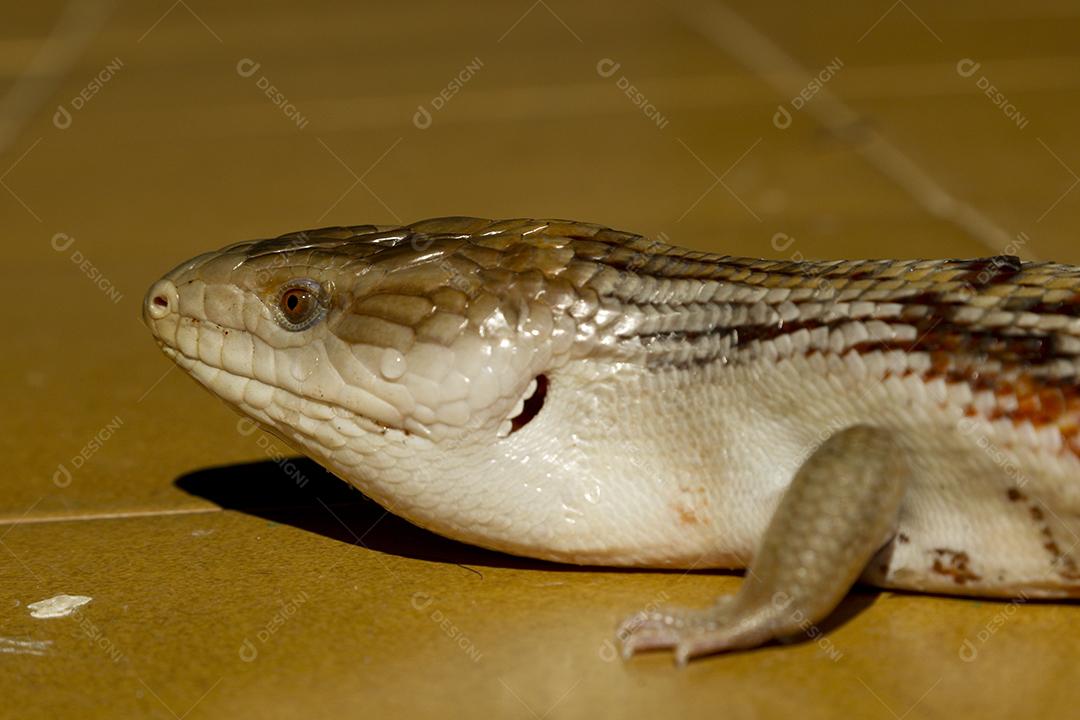 lagartixa de cola gorda selva. Animal