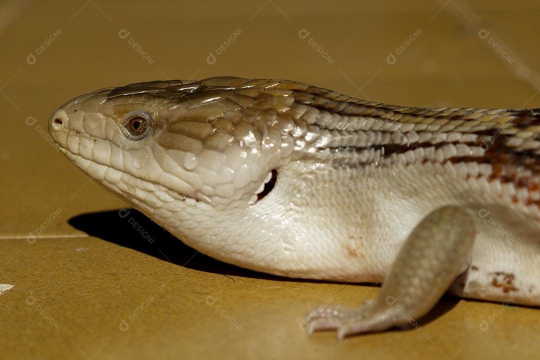 lagartixa de cola gorda selva. Animal