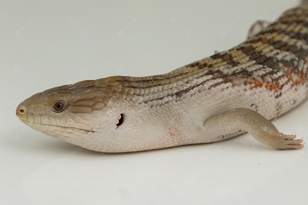 lagartixa de cola gorda selva. Animal