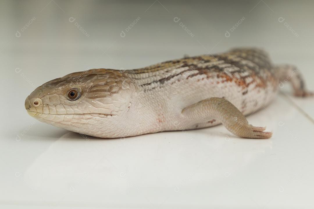 lagartixa de cola gorda selva. Animal