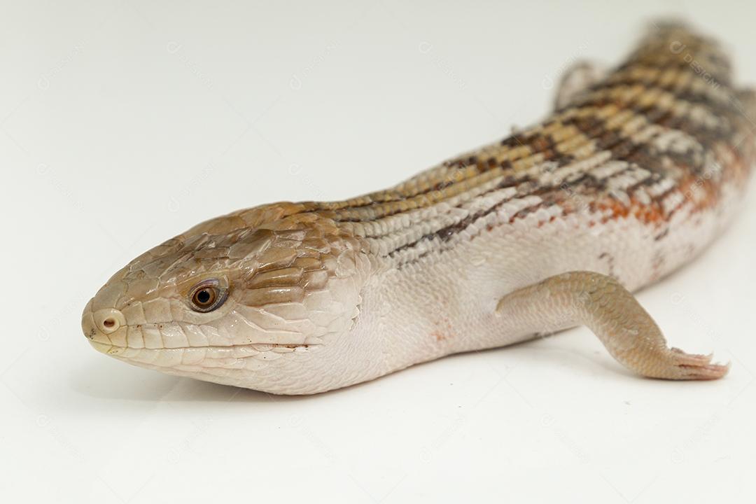 lagartixa de cola gorda selva. Animal