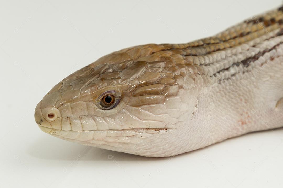 lagartixa de cola gorda selva. Animal