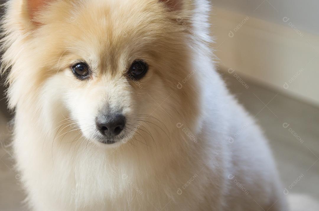 Lindo cachorro Spitz Alemão