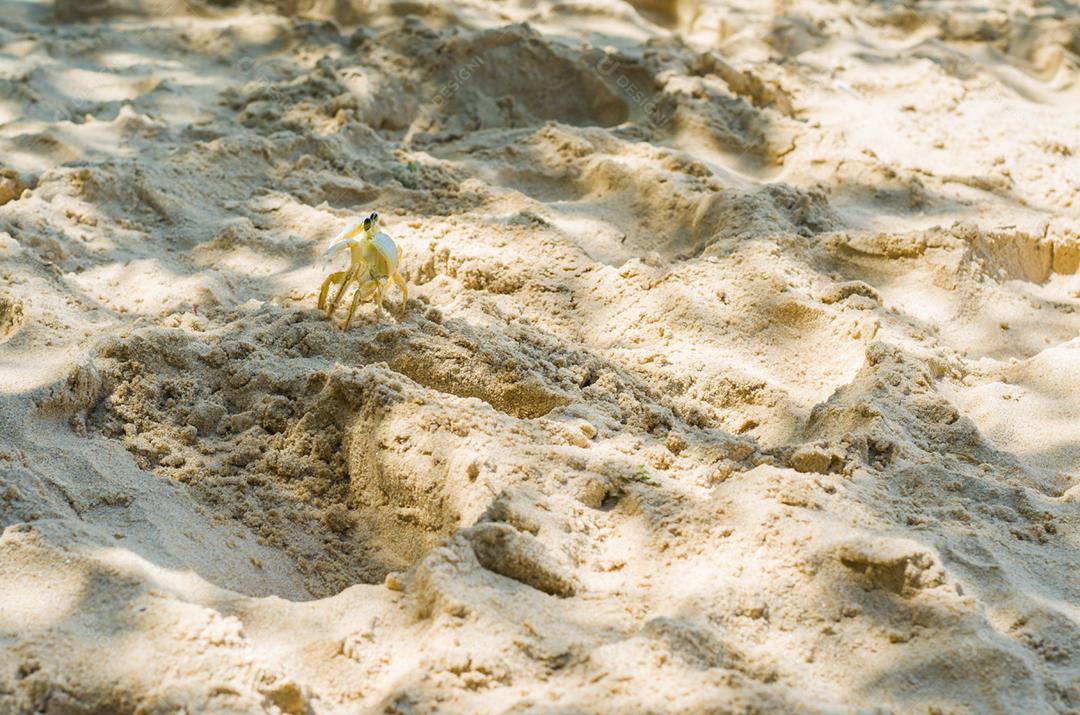 Caranguejo andando na areia amarela da praia.