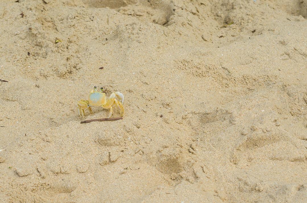 Caranguejo andando na areia amarela da praia.