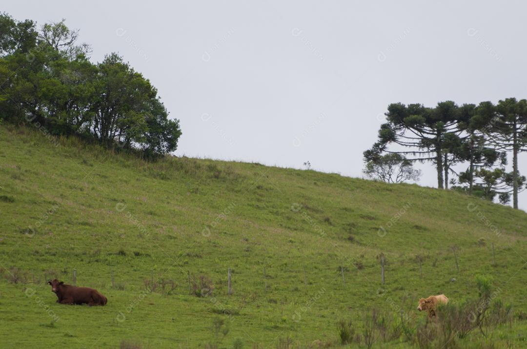 Paisagem da serra gaúcha,