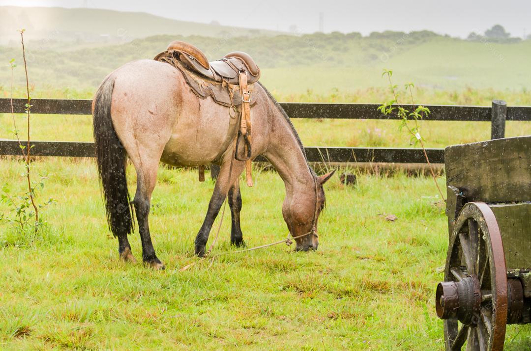 Belo cavalo em campo nativo em dia chuvoso