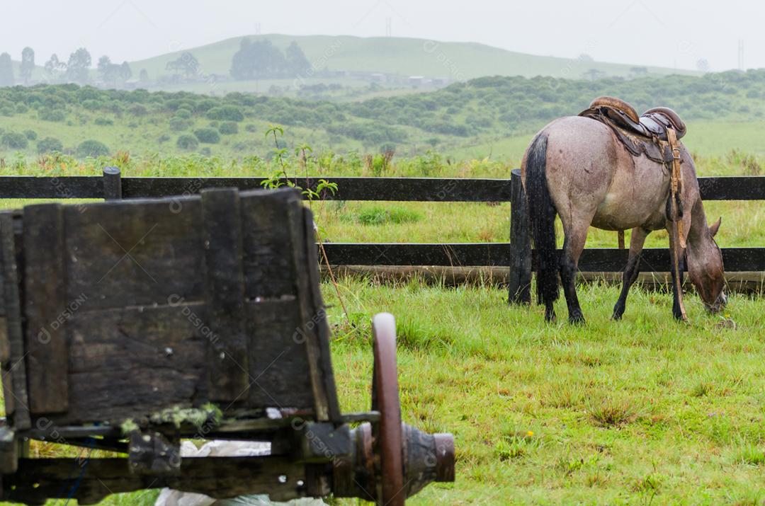 Belo cavalo em campo nativo em dia chuvoso