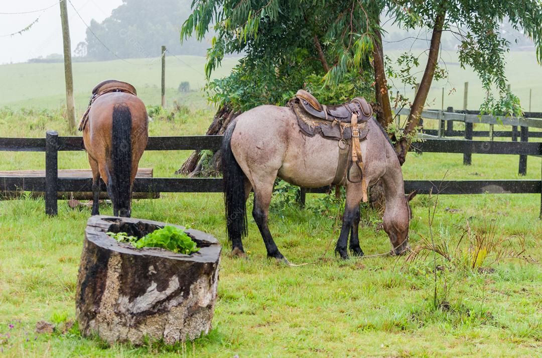 Belo cavalo em campo nativo em dia chuvoso