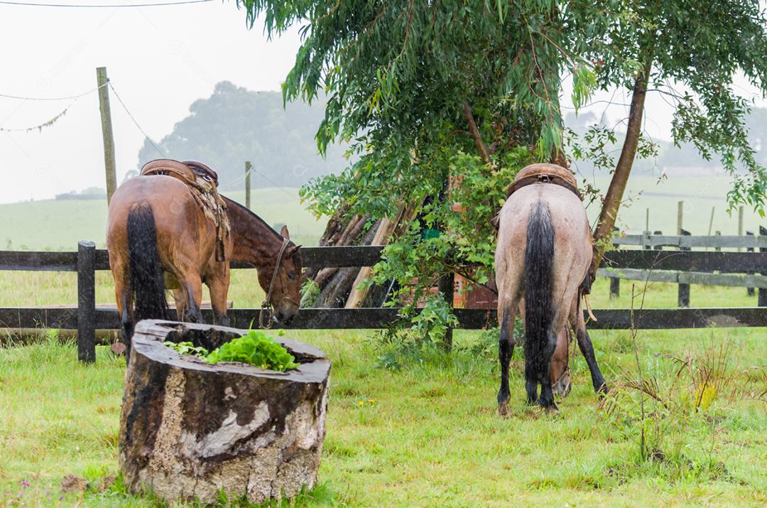 Belo cavalo em campo nativo em dia chuvoso