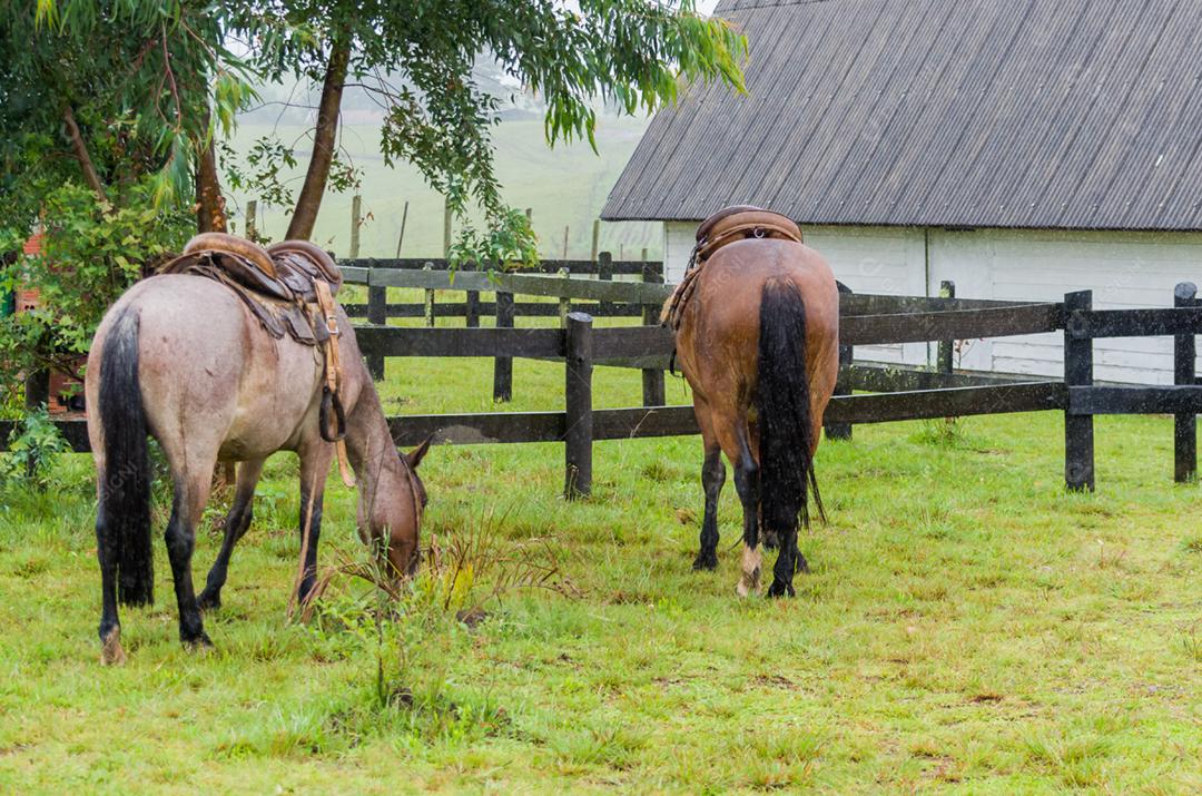 Belo cavalo em campo nativo em dia chuvoso