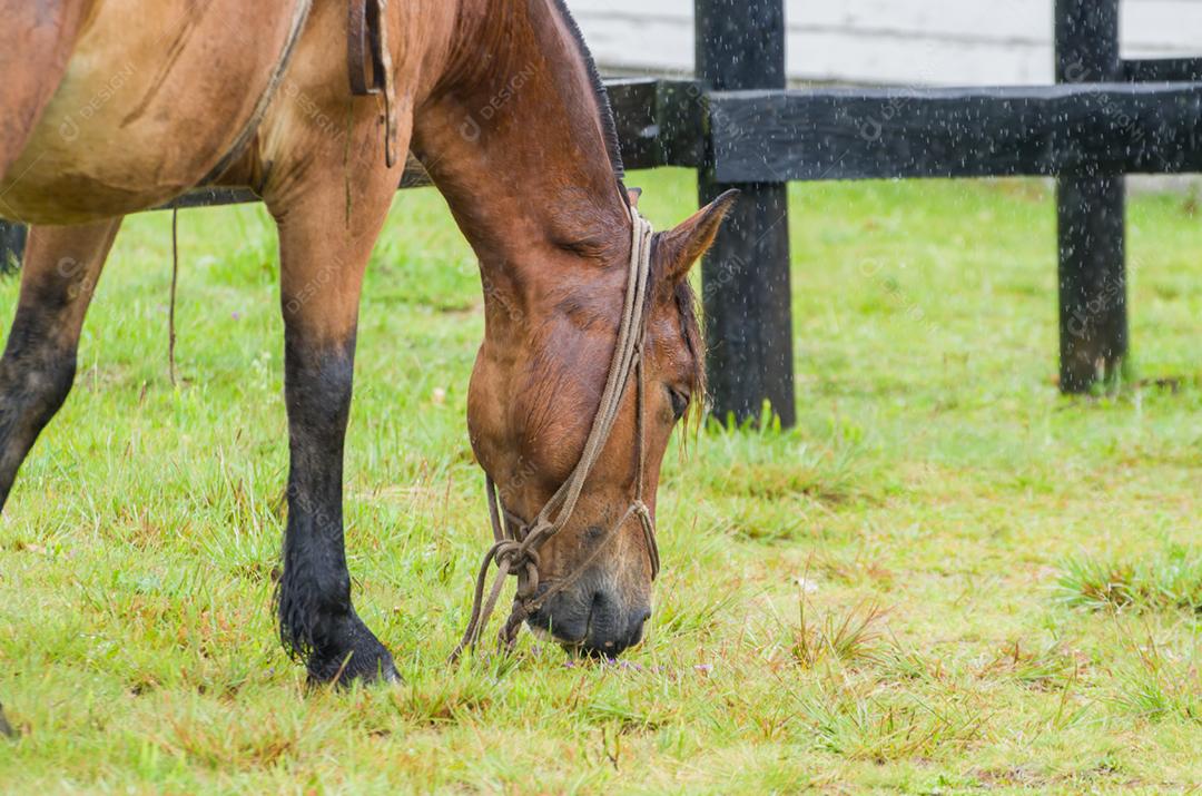 Belo cavalo em campo nativo em dia chuvoso