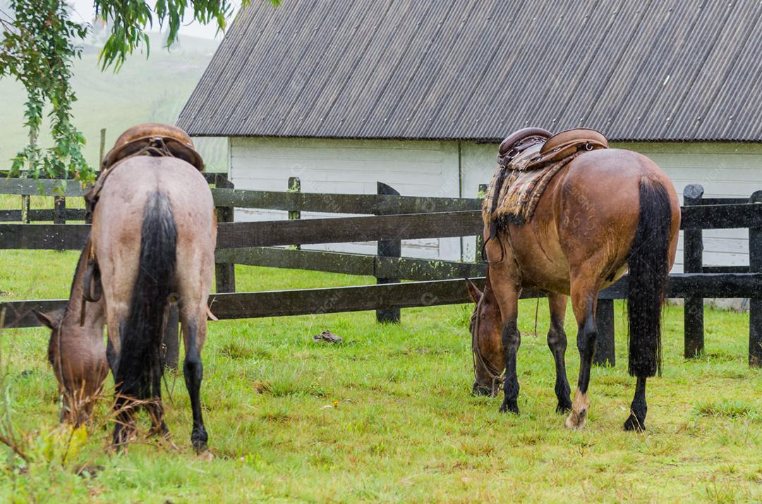 Belo cavalo em campo nativo em dia chuvoso