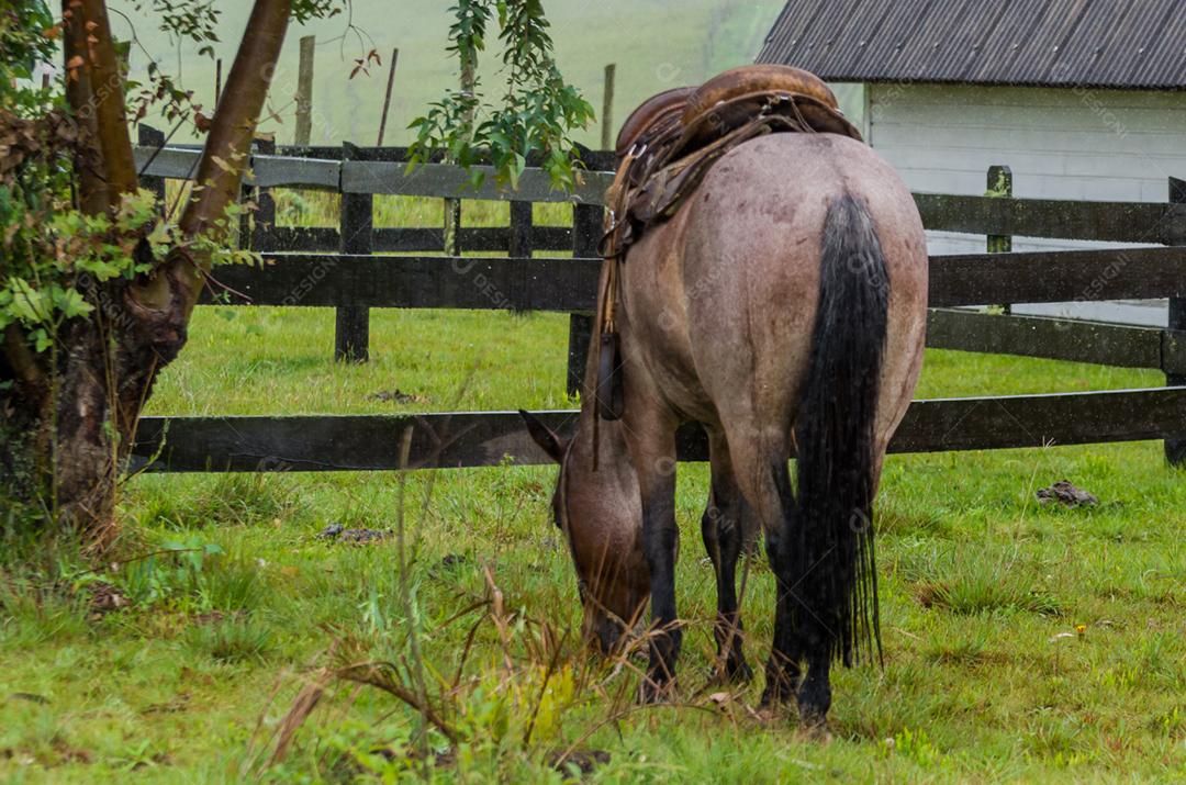 Belo cavalo em campo nativo em dia chuvoso