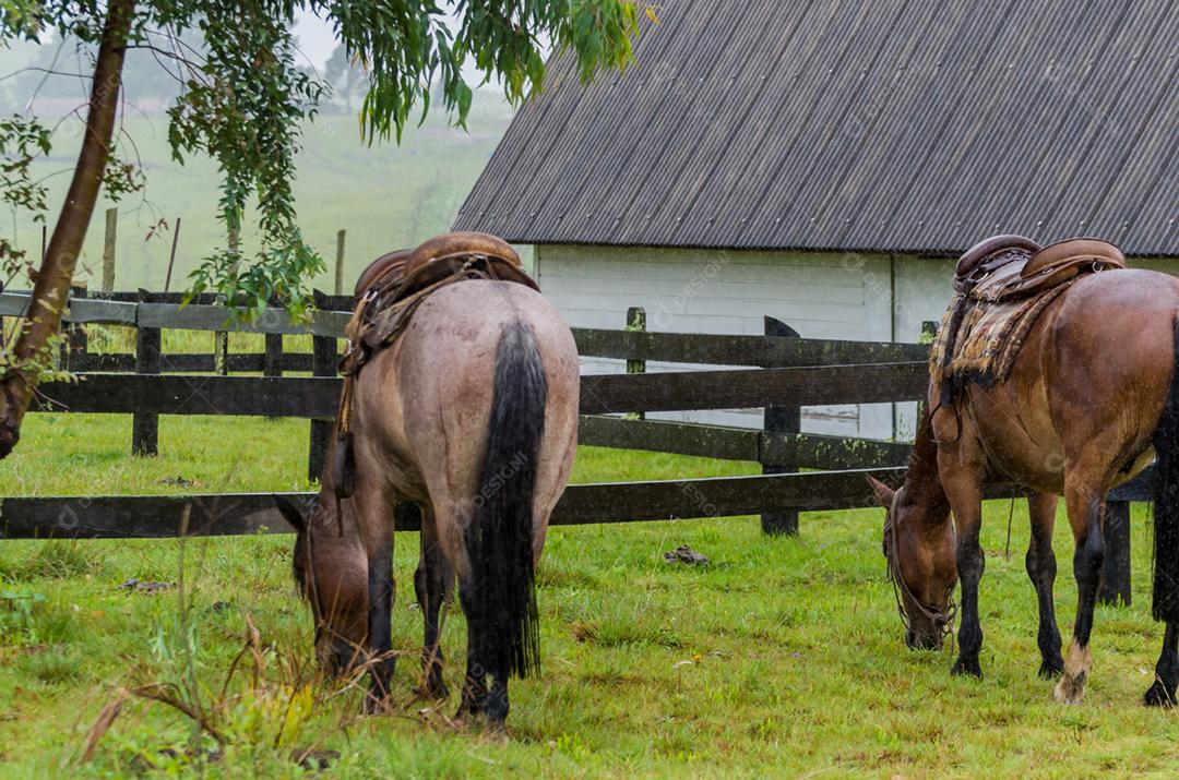 Belo cavalo em campo nativo em dia chuvoso