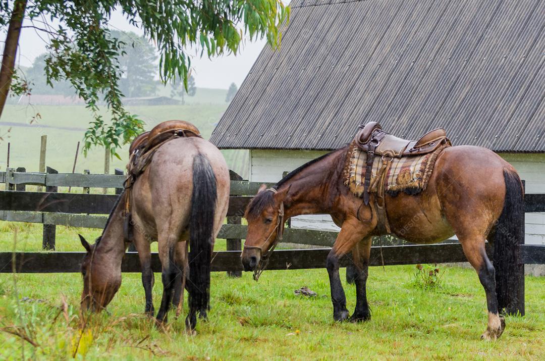 Belo cavalo em campo nativo em dia chuvoso