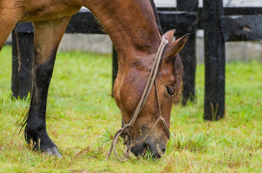 Belo cavalo em campo nativo em dia chuvoso