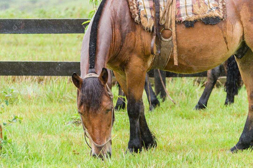 Belo cavalo em campo nativo em dia chuvoso
