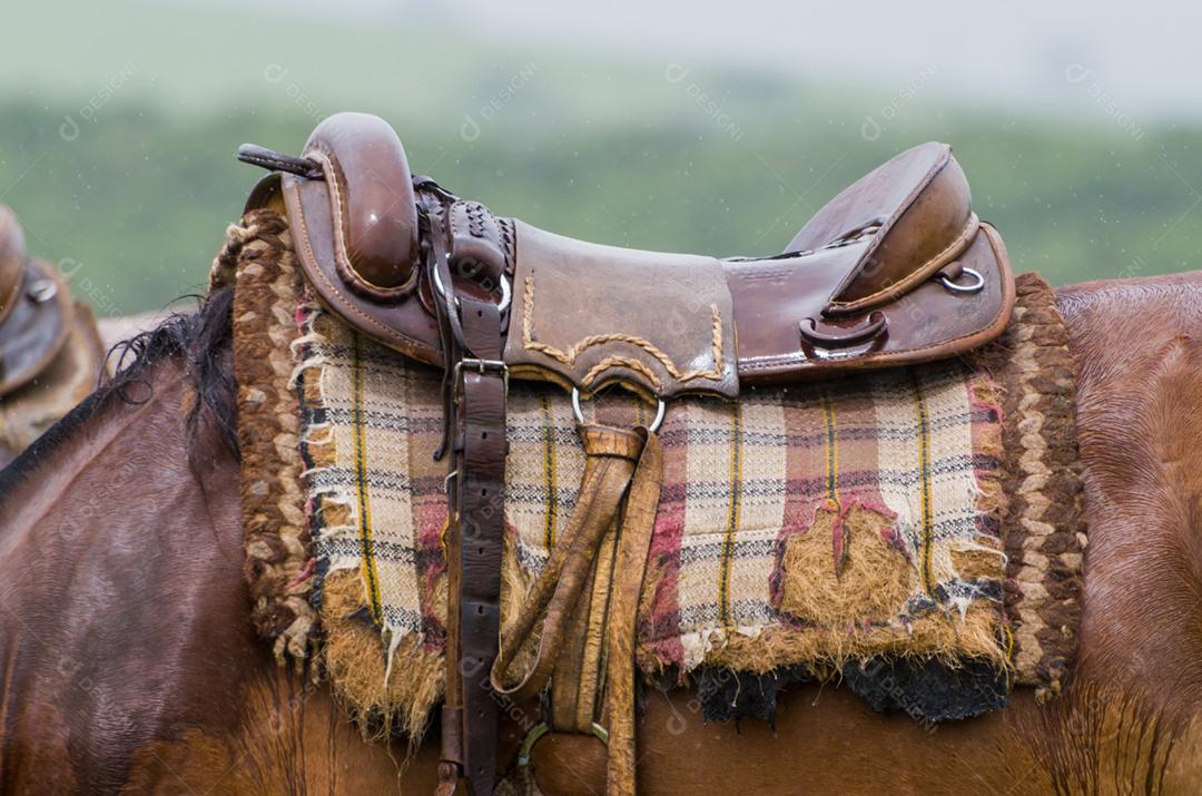 Belo cavalo em campo nativo em dia chuvoso