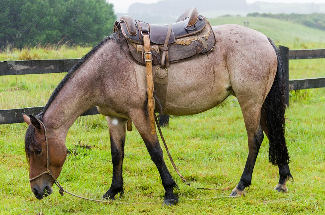 Belo cavalo em campo nativo em dia chuvoso