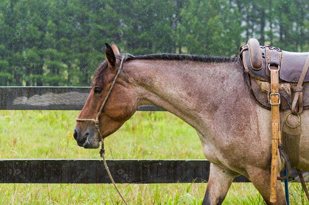 Belo cavalo em campo nativo em dia chuvoso