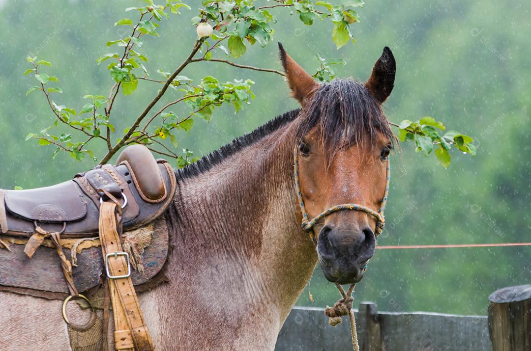 Belo cavalo em campo nativo em dia chuvoso