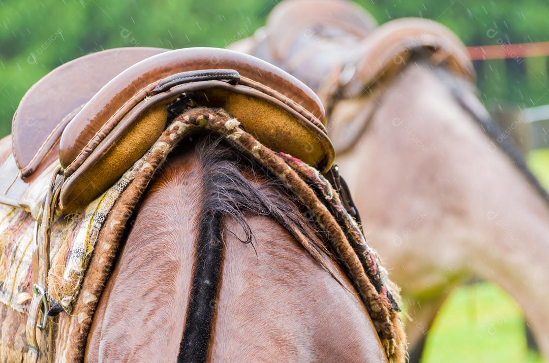 Belo cavalo em campo nativo em dia chuvoso