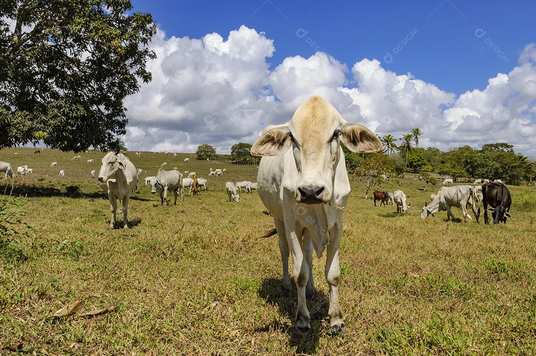 Gado. Gado Nelore no pasto em Piloes, Paraíba, Brasil