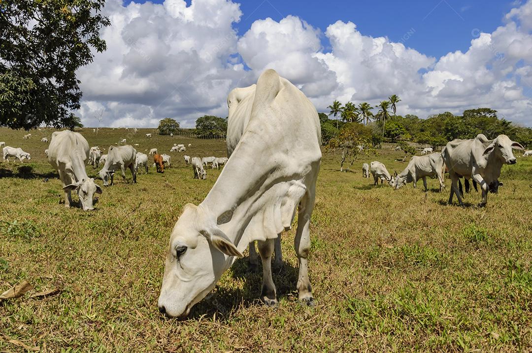 Gado. Gado Nelore no pasto em Piloes, Paraíba, Brasil